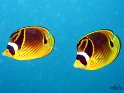 poisson papillon raton laveur (1)